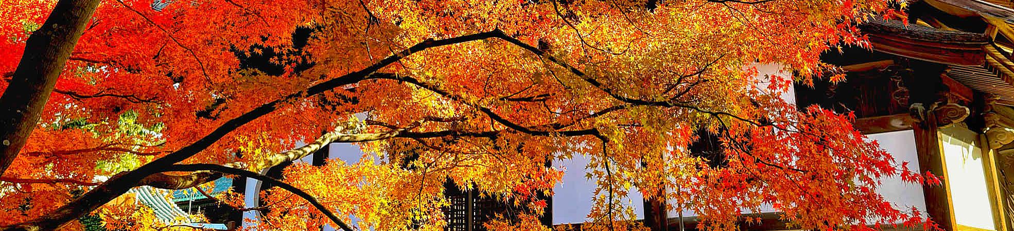 Autumn Leaves in Hokkaido