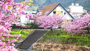 Japan Cherry Blossom Season Tour