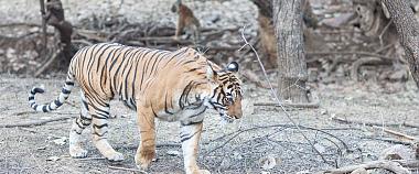 Tiger in Periyar, South India