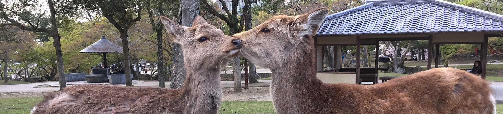 A Complete Guide to Visiting Nara