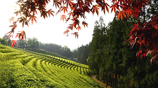Tea Plantation with Autumn Leaves 