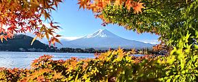 Mount Fuji With Autumn Leaves