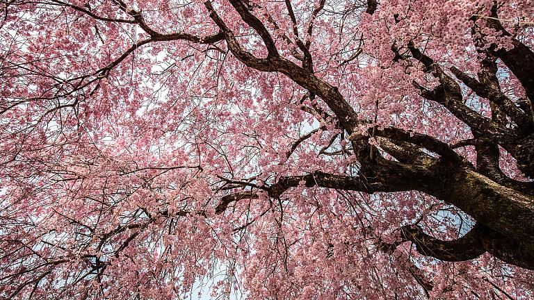 Observación de los cerezos en flor japoneses