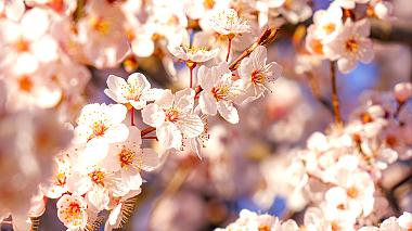 Cherry Blossom in Northern Japan