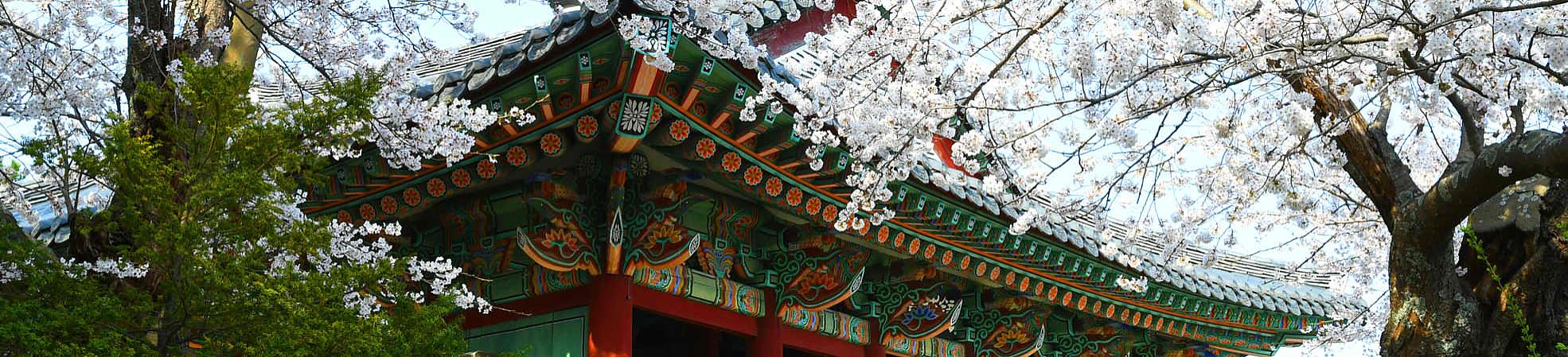 Cherry Blossoms in March in South Korea