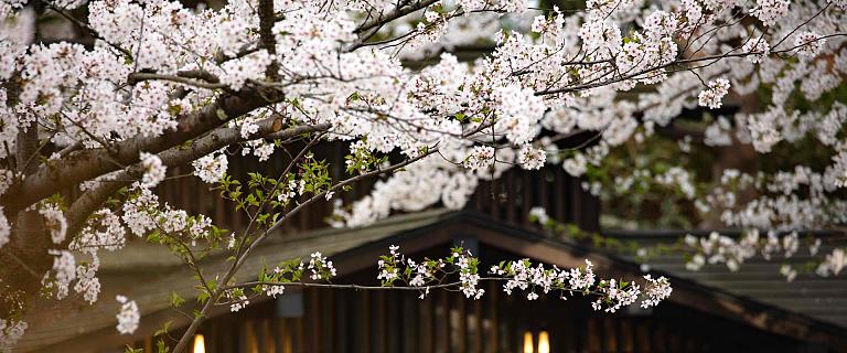 Early Cherry Blossoms in Japan