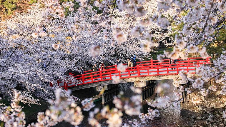 Sakura en Japón