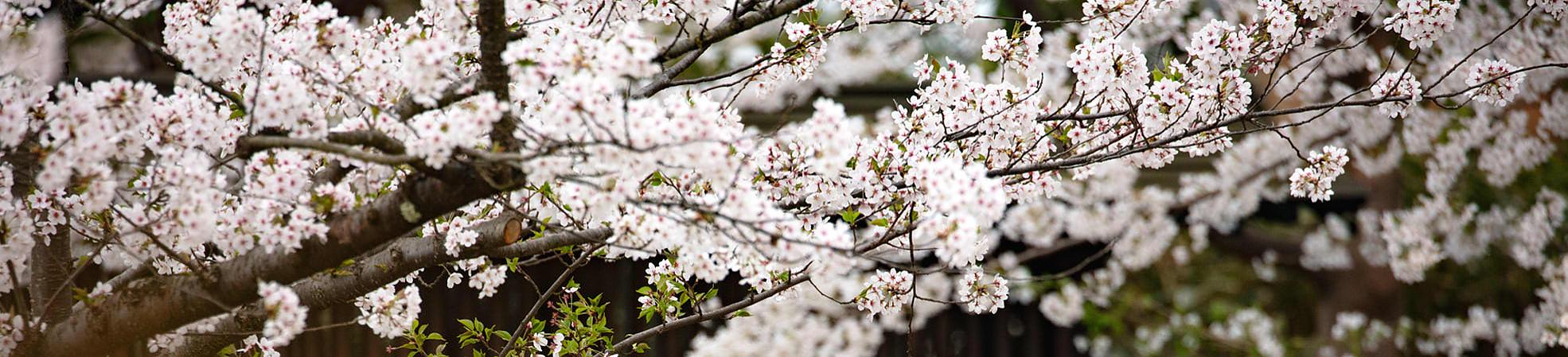 Early Cherry Blossoms in Japan