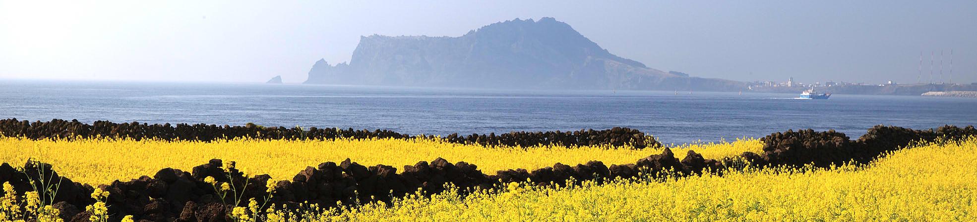 Canola Blossoms in Jeju Island, South Korea