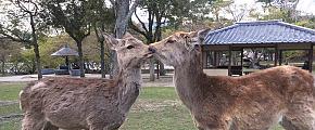 A Complete Guide to Visiting Nara