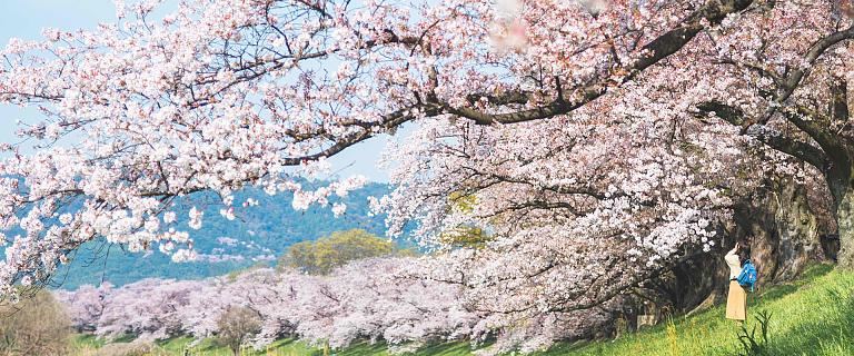 Hokkaido Cherry Blossoms in Spring