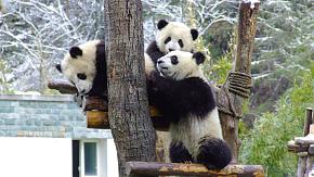 Pandas have fun together