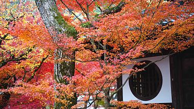 Japan Autumn Leaves
