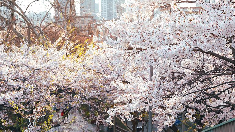 South Korea Spring Cherry Blossoms