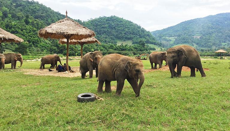 Elefantes en Tailandia