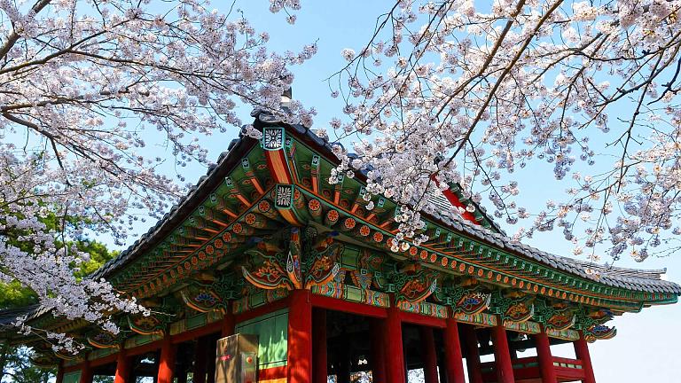 Cerezos en flor de Corea del Sur