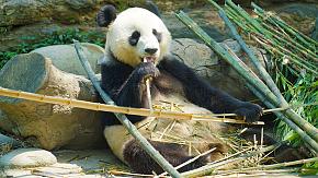 Admire panda at Dujiangyan Base in Chengdu