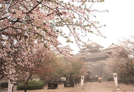 Japan's Gorgeous Cherry Blossoms