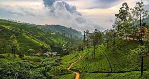 Nuwara Eliya