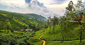 Tea Plantations, Sri Lanka