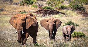 African Wildlife Safaris