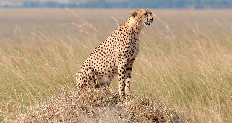 Tanzania