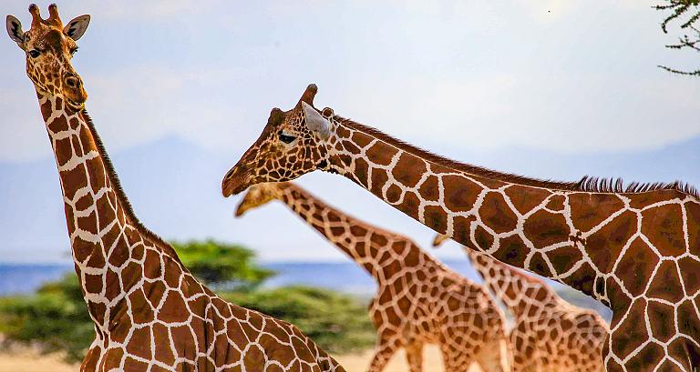 Africa