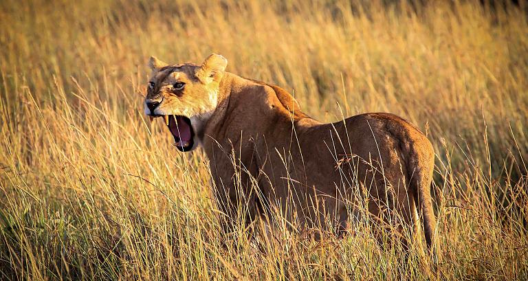Kenya