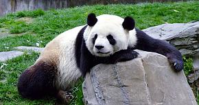 Chengdu
