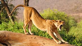 Samburu National Reserve