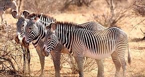 Kenya