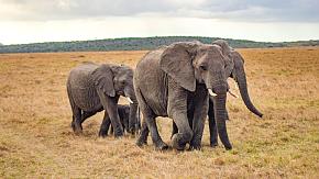 Amboseli National Reserve