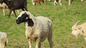 Hustai National Park