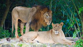 Singapore Zoo