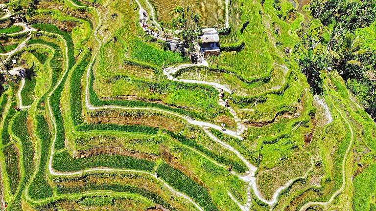Tegallalang Rice Terrace