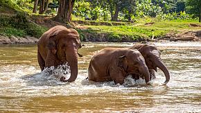 Patara Elephant Farm