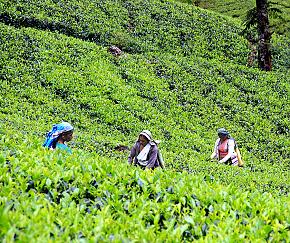 Sri Lanka Travel Guide