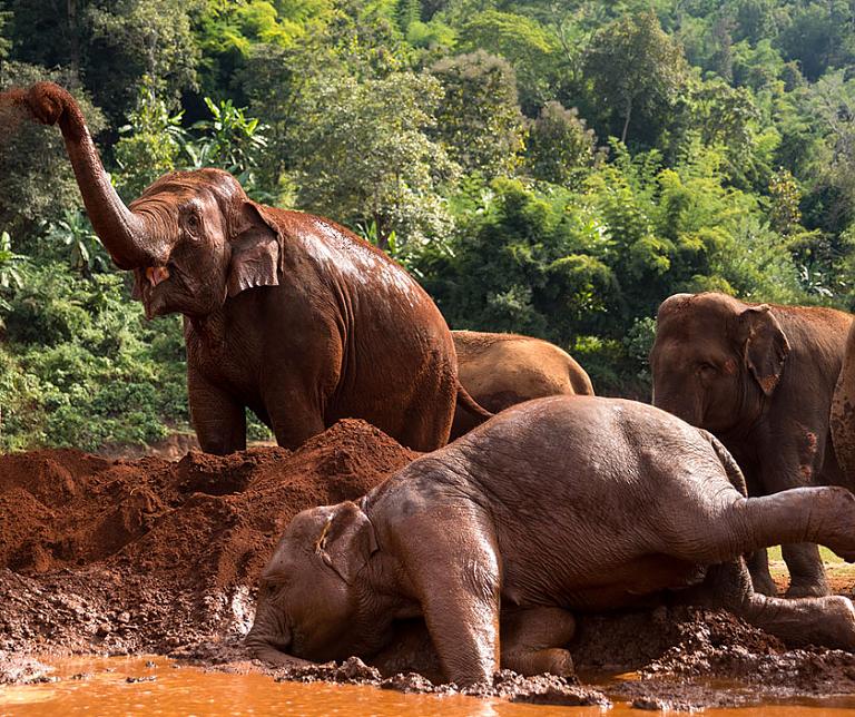 Chiang Mai