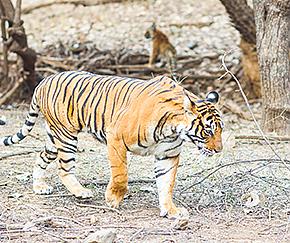 Ranthambore