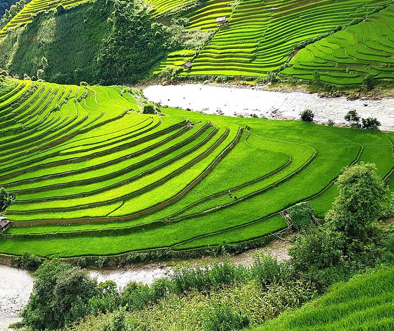 Sapa