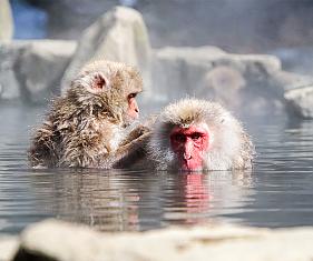 Nagano Snow Monkey