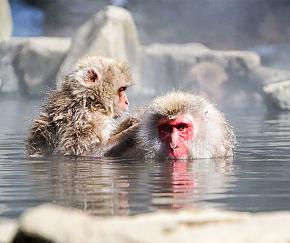 Nagano Snow Monkey
