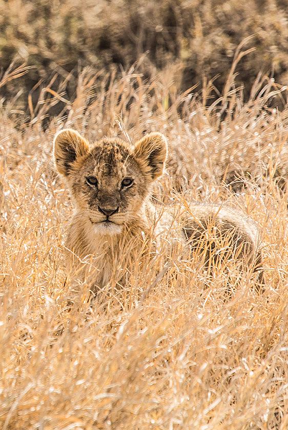 Wildlife Safaris