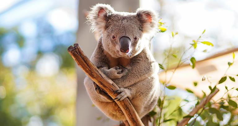 Australia