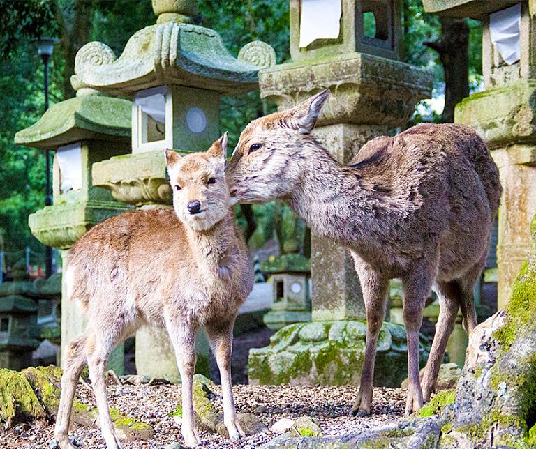 Nara
