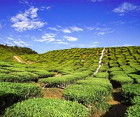 Cameron Highlands