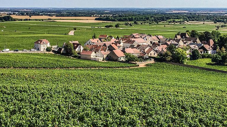Vineyard in France