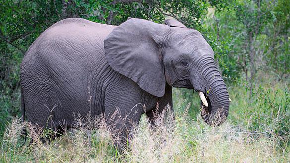 South Africa Safari