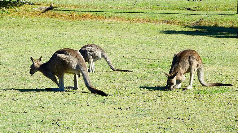 Kangaroo Island, Australia