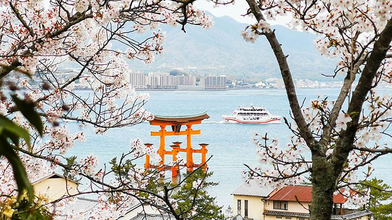 Cherry Blossoms, Japan